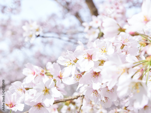 桜の花 枝先 満開 アップ 晴天
