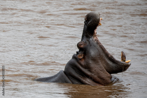hippo yawning in the water, Masai Mara, Kenya