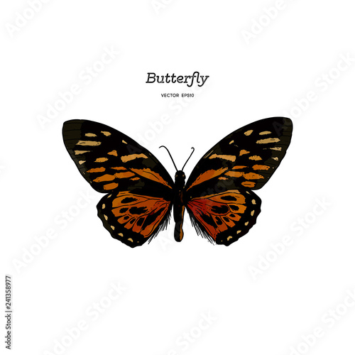 Orange Monarch Butterfly , Hand draw sketch vector.