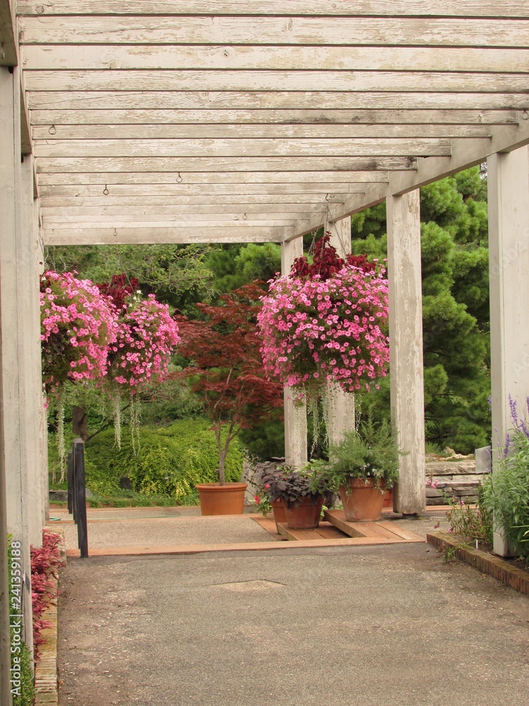 Fototapeta premium Baskets of pink flowers under a pergola walkway