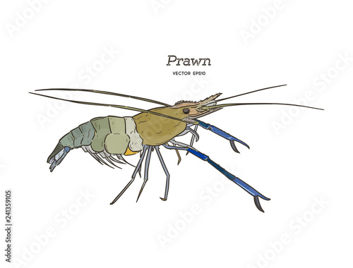Fresh live River shrimp hand draw sketch vector.