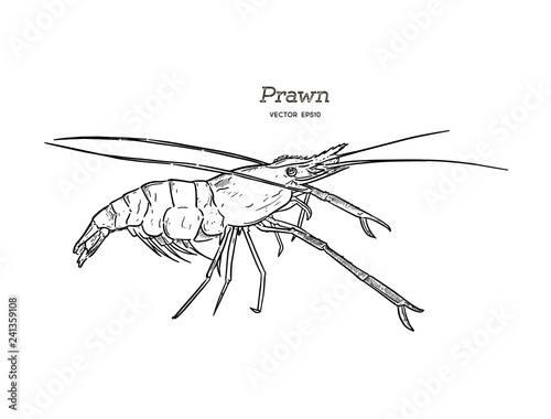Fresh live River shrimp hand draw sketch vector.