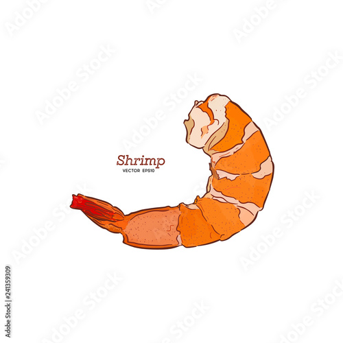 Shrimp hand draw sketch vector.