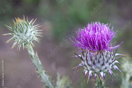 Prickly and pretty, the thistle is a weed that is dangerous to livestock and reduces capacity of pasture land.