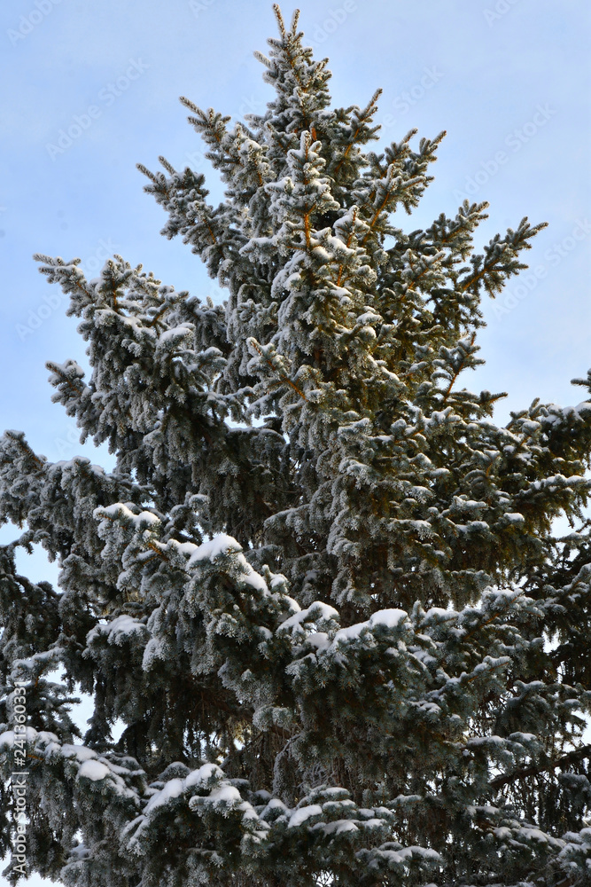 Trees in winter Trees in winter