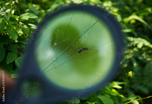 Look closely at nature through a magnifying glass