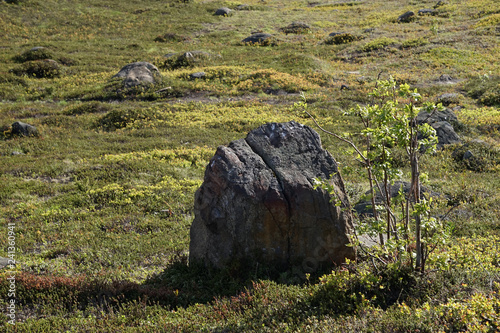 A group of stones lying on the green spring grass in Murmansk on a clear, Sunny day. photo