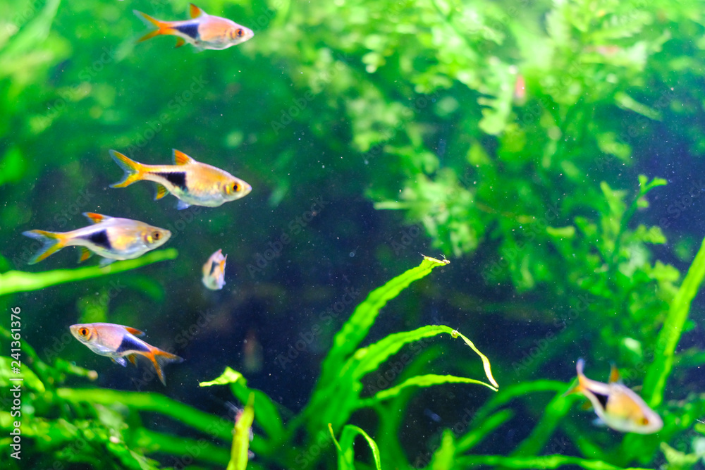 aquarium fishes in dark deep blue water. aquarium fishes in dark deep blue water.
