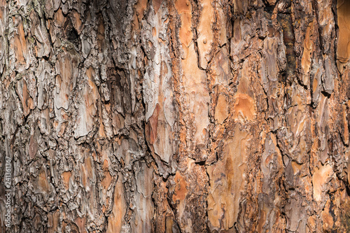 natural background made of a closeup of brown tree bark with wide grooves.