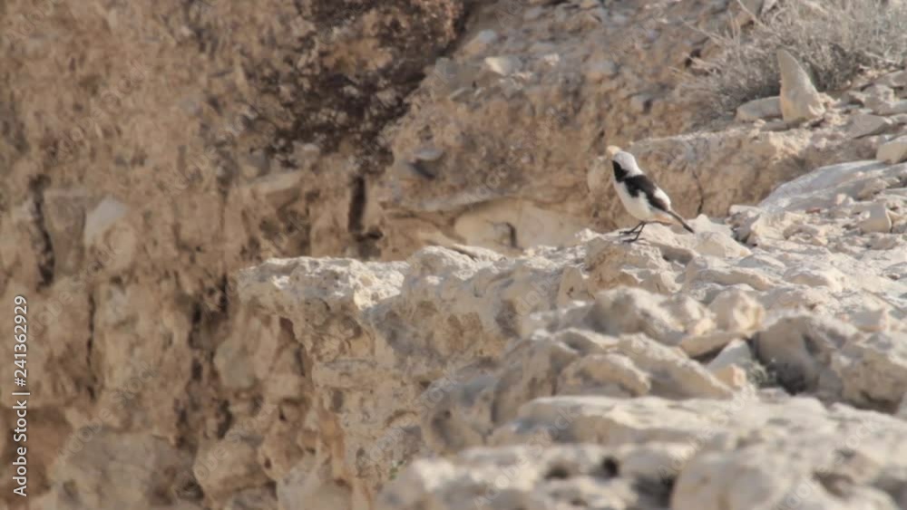 Morning wheatear Close shot of Morning wheatear standing on a rock Morning wheatear Close shot of Morning wheatear standing on a rock