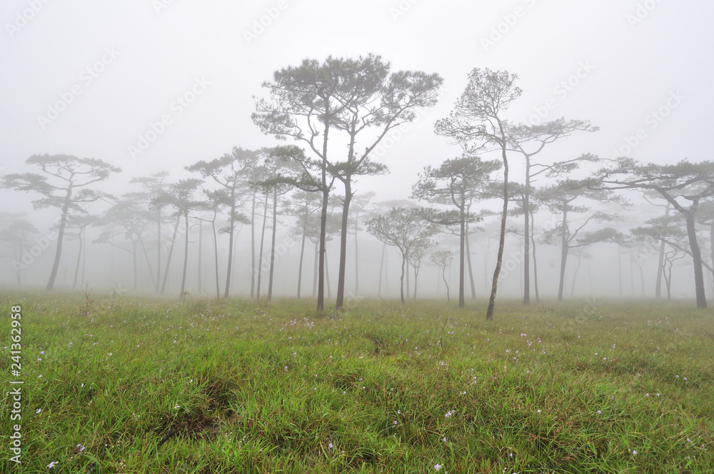 Obraz premium Pine forest in mist on flower field