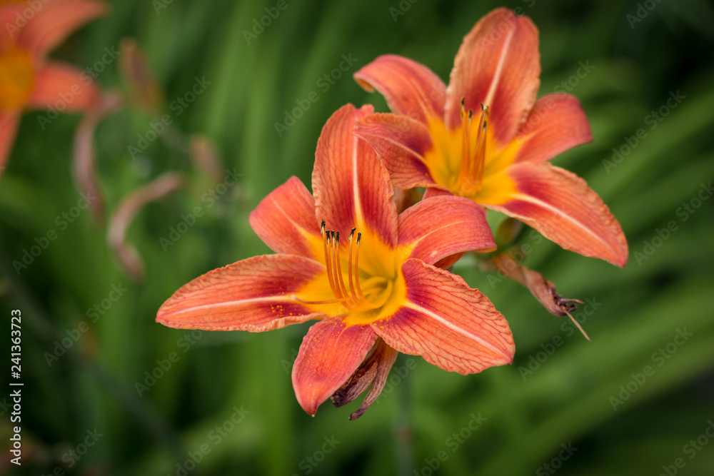 Tiger lilies in a field