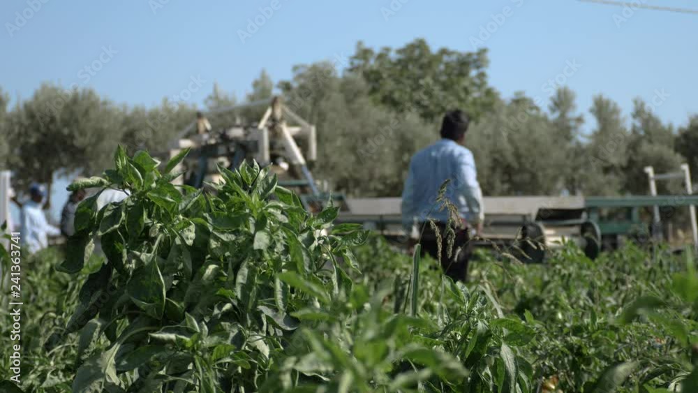 Harvesting bell peppers in summer. Farmer working with machinery in the field Harvesting bell peppers in summer. Farmer working with machinery in the field