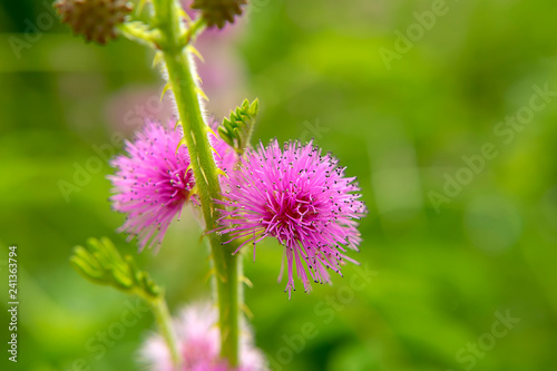 sensitive plant  sleepy plant