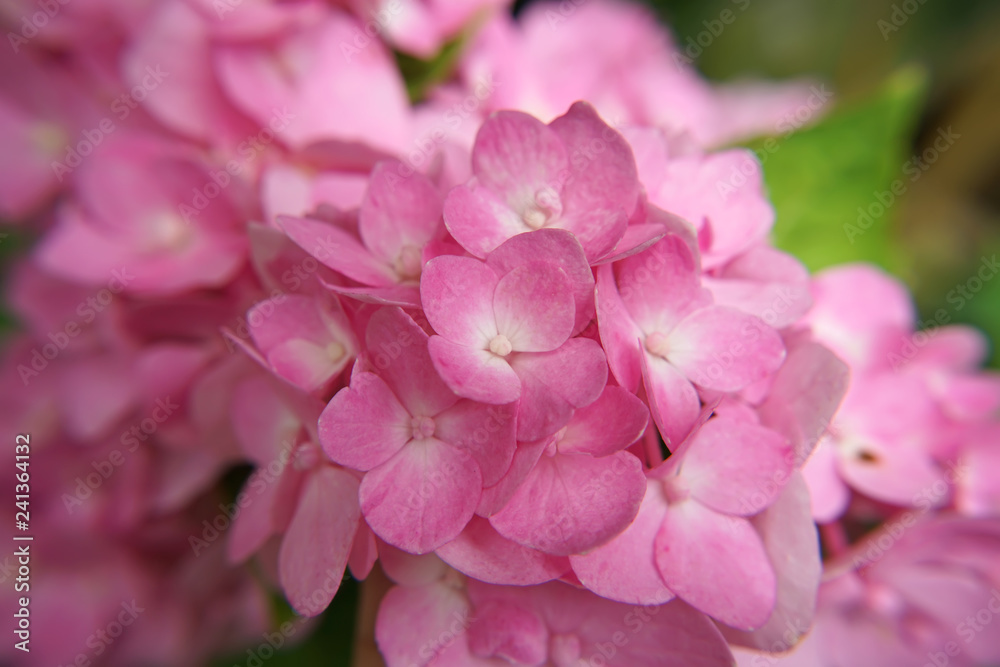 Close up Hydrangea flower