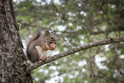 Squirrel in a tree