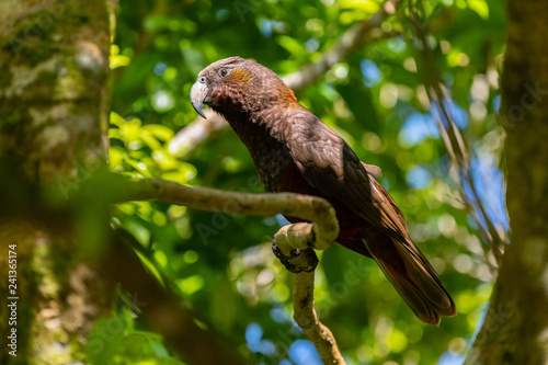 The Endangered Kaka Parrot - New Zealand