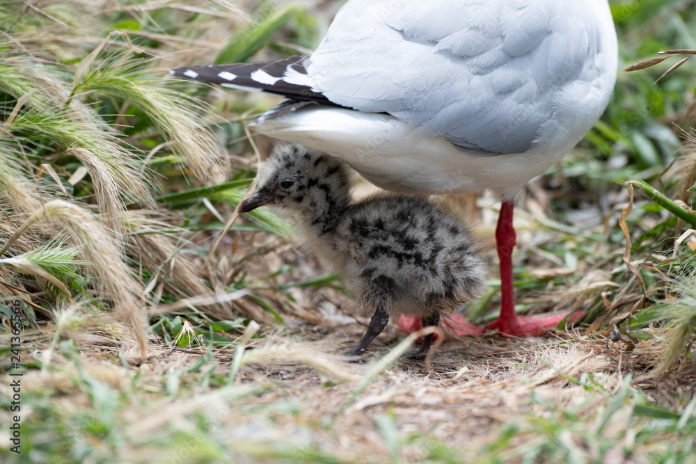 A Baby Red-billed Gull Chick Seeking Refuge under Mother