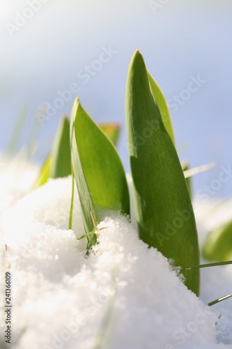 The first spring flowers. Tulip leaves in the snow. Spring snow  background
