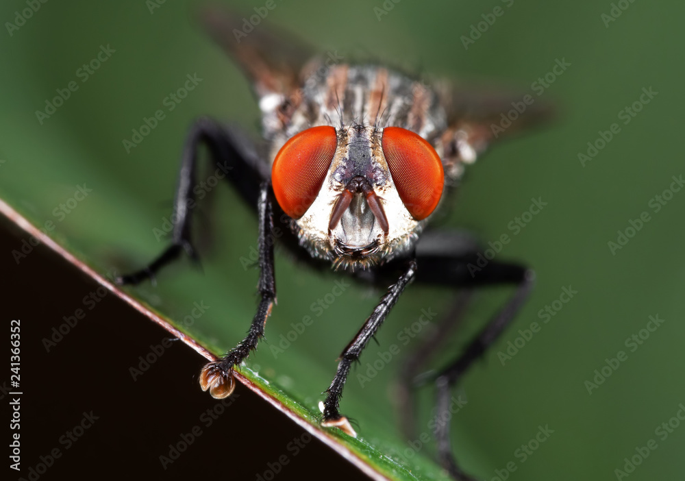 Macro Photo of Head of Housefly on Green Leaf Macro Photo of Head of Housefly on Green Leaf