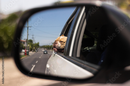 Happy Bulldog in the Car