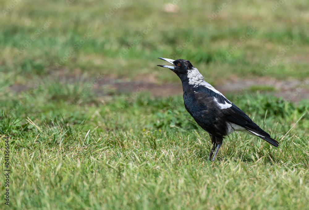 An Australian Magpie Calling While Searching for Food in a Grassy Field An Australian Magpie Calling While Searching for Food in a Grassy Field
