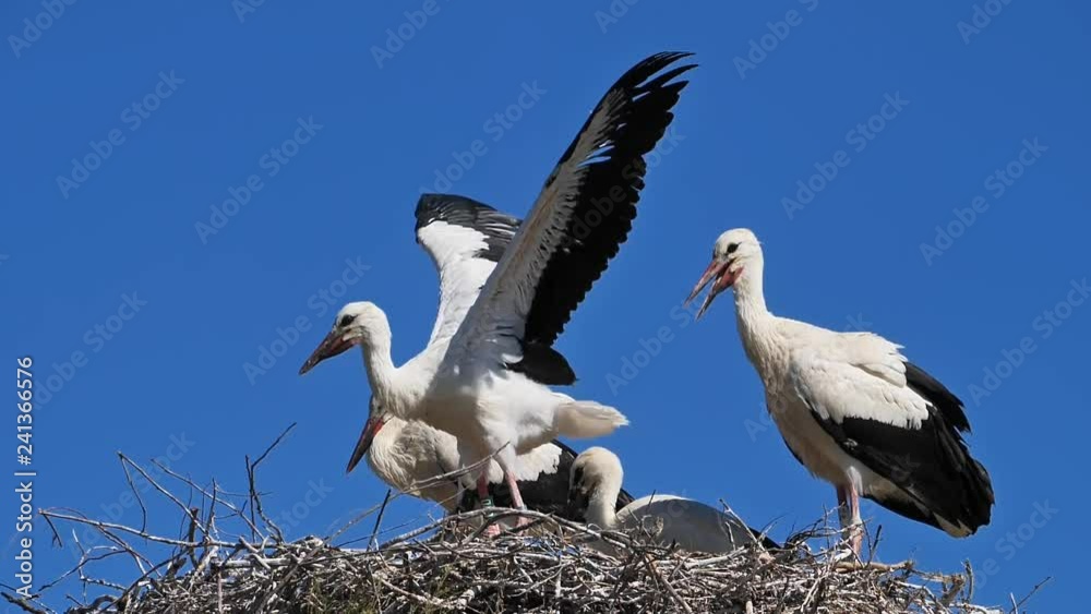 Ciconia, Camargue, France. Young ciconia learning to fly Ciconia, Camargue, France. Young ciconia learning to fly