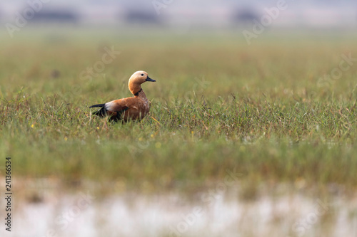 Brahminy duck or ruddy shelduck (Tadorna ferruginea) © Dipankar'Photography
