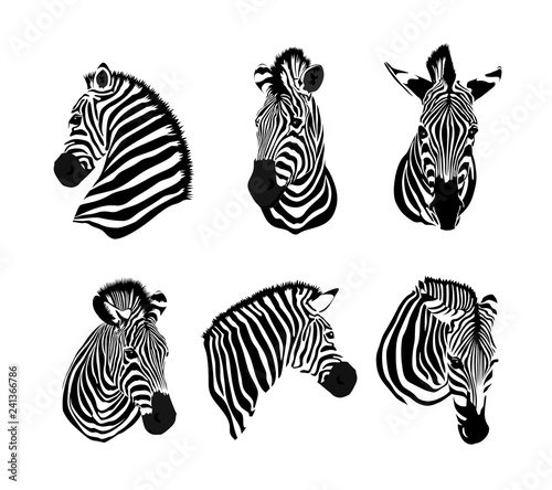 Set of zebras head. Savannah animal ornament. Wild animal texture. Striped black and white. Vector illustration isolated on white background.