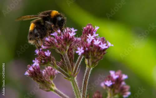 A Bumblebee on a Flower © Kerry Hargrove