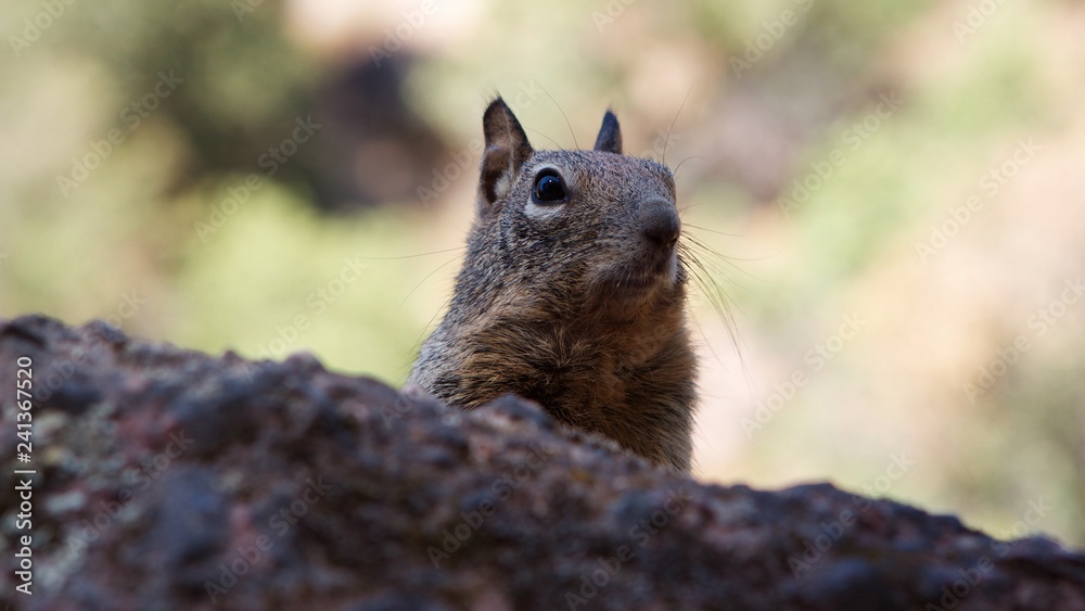 Ground Squirrel Ground Squirrel