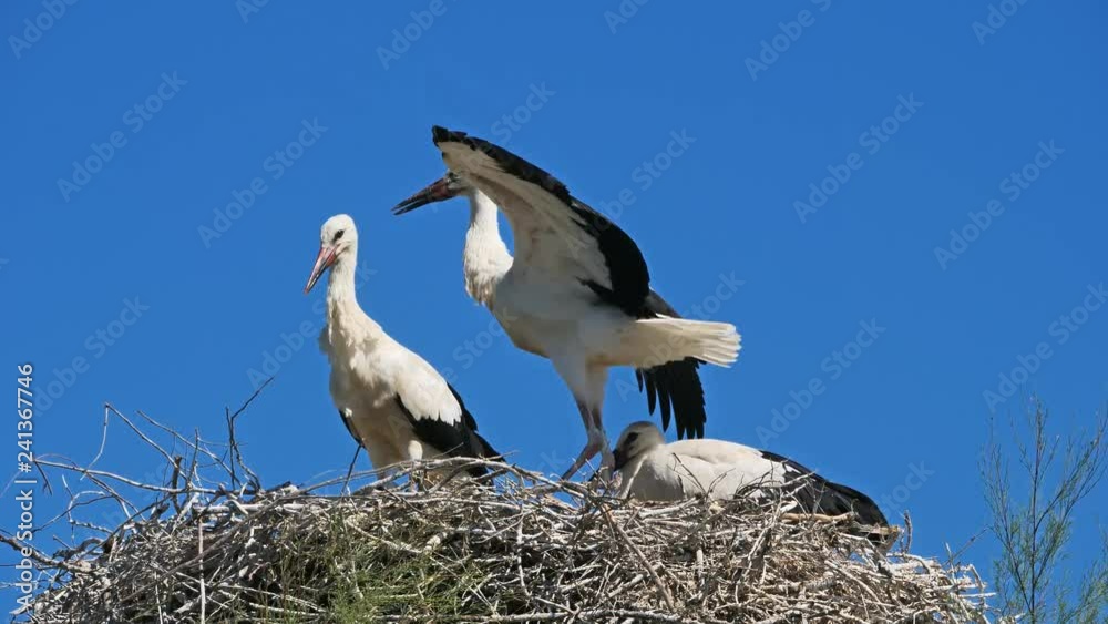 Ciconia, Camargue, France. Young ciconia learning to fly