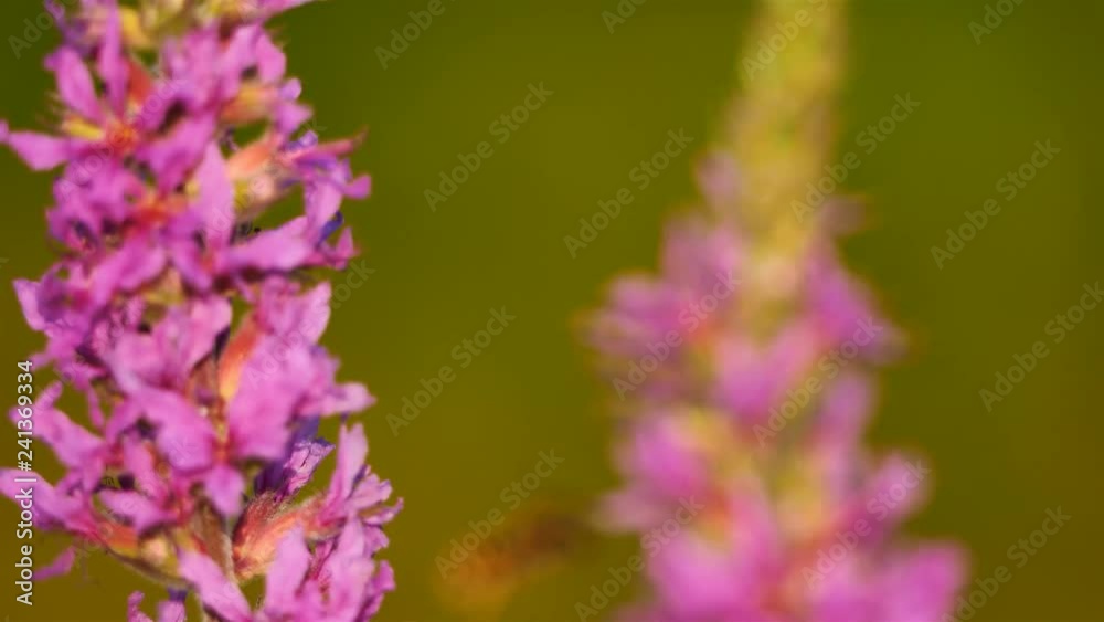 purple loosestrife (Lythrum salicaria)