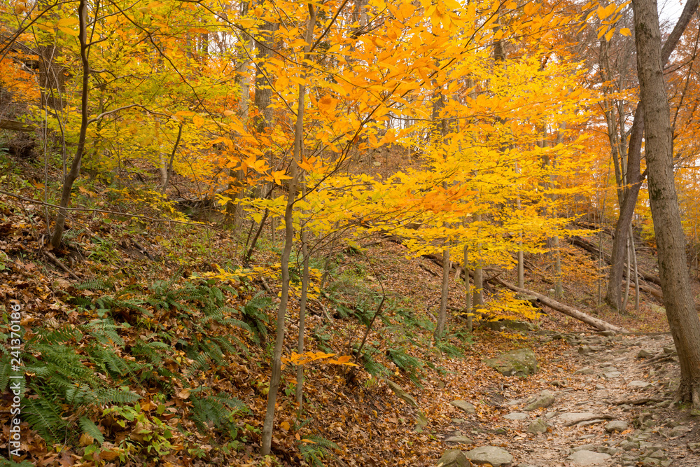 Fototapeta premium Bright fall foliage in Cuyahoga Valley National Park in Ohio.