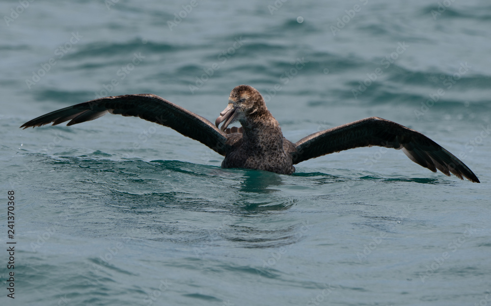 Fototapeta premium A Giant Northern Petrel Showing Off Its Impressive Wingspan 