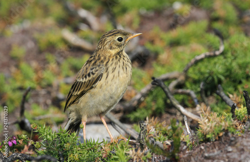 A cute young Meadow pipit (Anthus pratensis) perched on a bush.