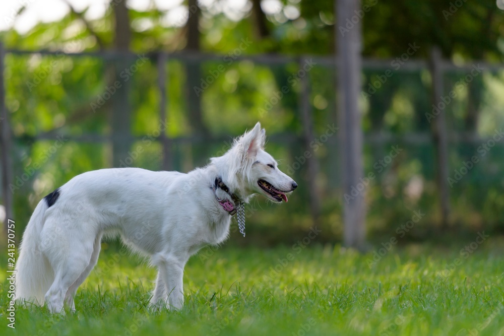 Fototapeta premium ドッグランで遊ぶ犬