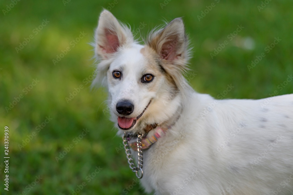 ドッグランで遊ぶ犬