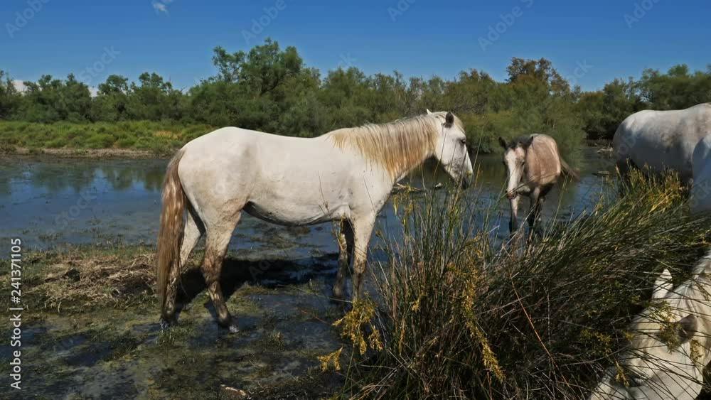 White Camargue horses in the Camargue marshlands White Camargue horses in the Camargue marshlands