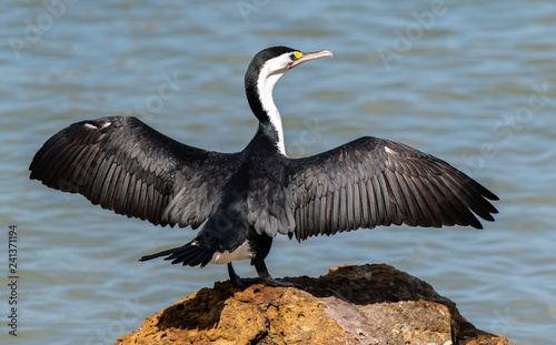 A Pied Shag Showing off Its Wingspan While Sunning 