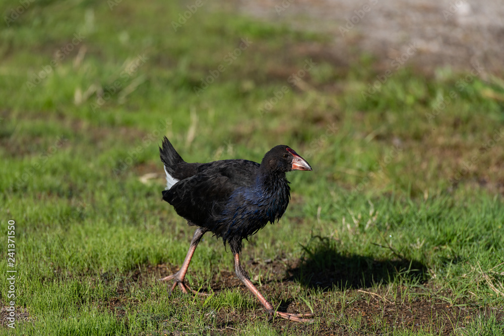 An Australasian Swamphen (Pukeko) in a Field in New Zealand An Australasian Swamphen (Pukeko) in a Field in New Zealand