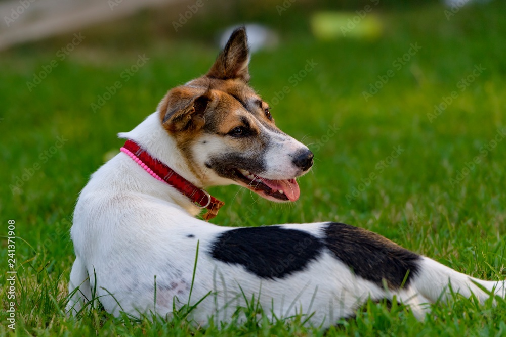 ドッグランで遊ぶ犬