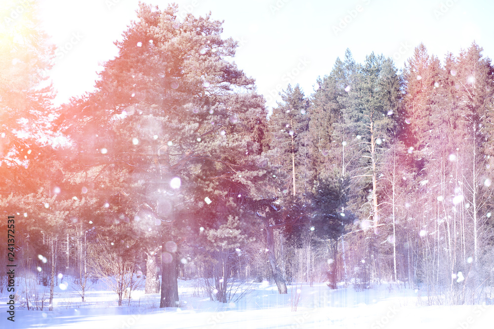 Winter forest on a sunny day. Landscape in the forest on a snowy morning. New Year's winter forest. Winter forest on a sunny day. Landscape in the forest on a snowy morning. New Year's winter forest.