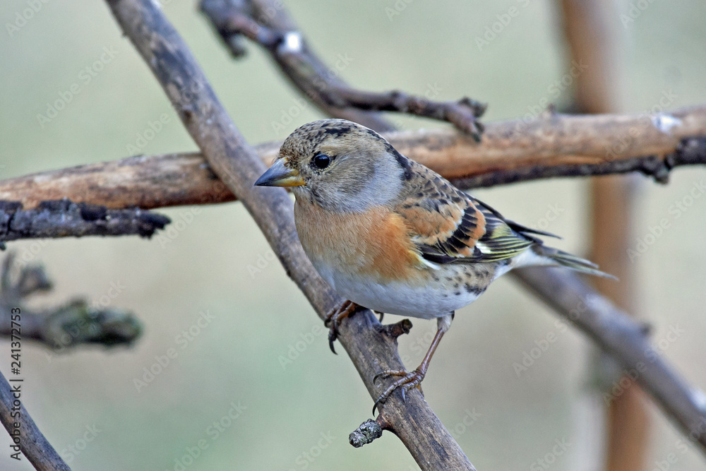 Fototapeta premium Brambling (Fringilla montifringilla)