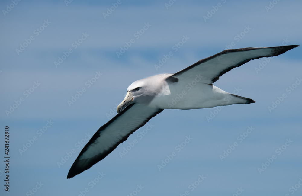 Fototapeta premium A Salvin's Albatross Soaring Off the Coast of Kaikoura New Zealand