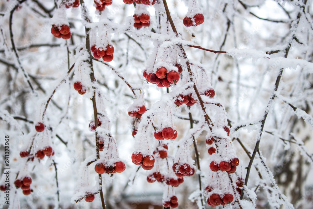 Small, bright, red apples on a snowy branch on a white background