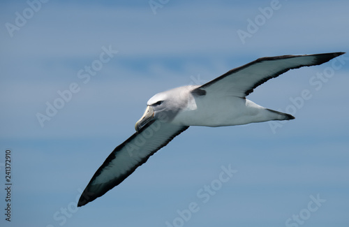 A Salvin's Albatross Soaring Off the Coast of Kaikoura New Zealand