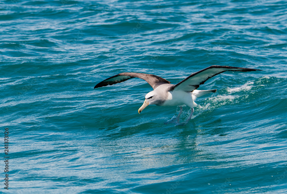 A Salvin's Albatross Surfing in the Ocean Off the Coast of Kaikoura New Zealand A Salvin's Albatross Surfing in the Ocean Off the Coast of Kaikoura New Zealand