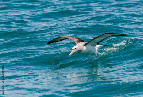 A Salvin's Albatross Surfing in the Ocean Off the Coast of Kaikoura New Zealand