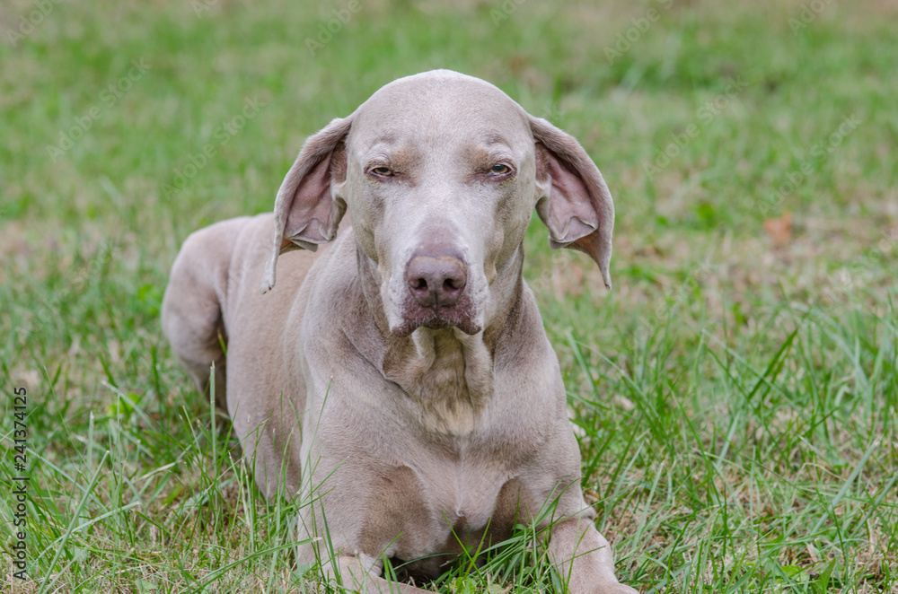 weimaraner silver grey gray ghost dog dogs pet pets photography